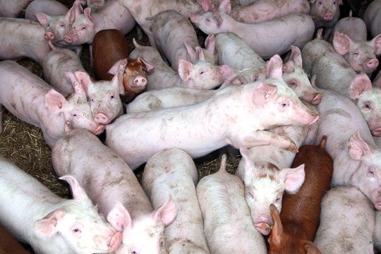 gourounia pigs